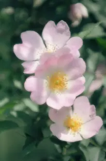 Wildness: Rose