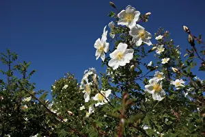 Aromatherapy: Rose