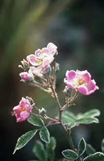 Fragile: Rose