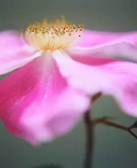 Canina: Rose