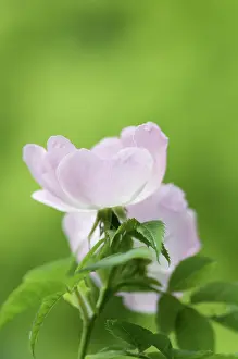 Canina: Rose