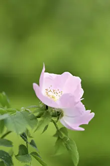 Canina: Rose
