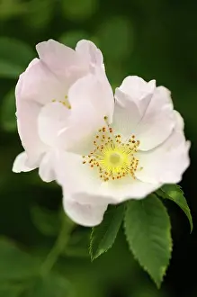 Canina: Rose