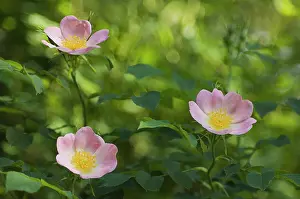 Canina: Rose