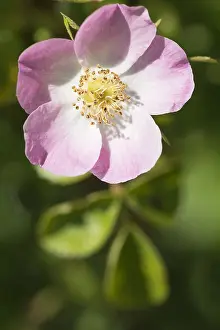 Canina: Rose, Wild rose, Dog rose, Rosa canina, Pink subject
