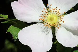Canina: Rose, Wild rose, Dog rose, Rosa canina, Pink subject