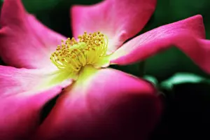 Breeze: Rose