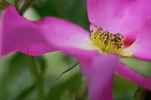 Breeze: Rose
