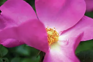 Breeze: Rose