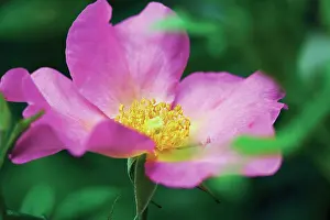 Breeze: Rose