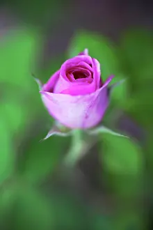 Breeze: Rose