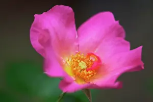 Breeze: Rose