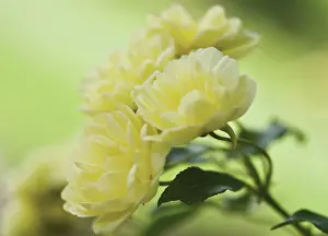 Lutea: Rose
