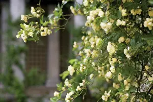 Lutea: Rose