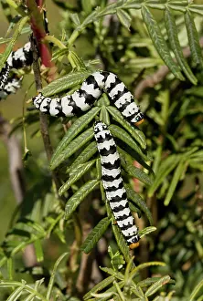 Melianthus: Roseate Emperor Moth Caterpillars. on Melianthus