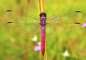 Abdomen: Roseate Skimmer Butterfly