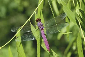 Odonata: Roseate Skimmer Dragonfly