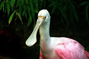Ajaia: Roseate spoonbill