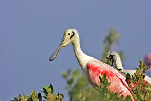 Ajaia: Roseate Spoonbill
