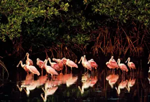 Ajaia: ROSEATE SPOONBILL