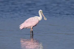 Spoonbills: roseate spoonbill