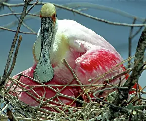 Merritt: Roseate Spoonbill