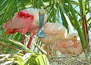 Ajaia: Roseate Spoonbill