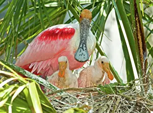 Ajaia: Roseate Spoonbill