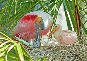 Ajaia: Roseate Spoonbill