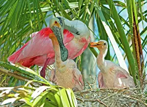 Ajaia: Roseate Spoonbill