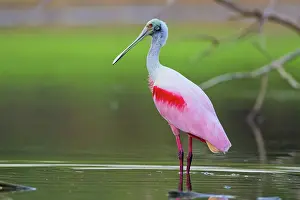 Ajaia: Roseate Spoonbill