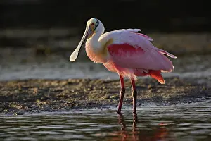 Ding: Roseate Spoonbill