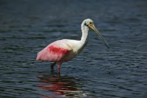 Ding: Roseate Spoonbill