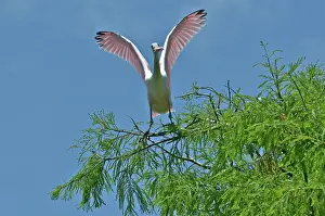 Ajaia: Roseate Spoonbill