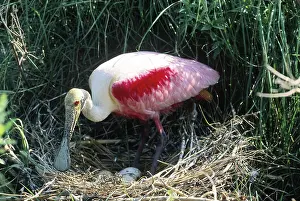 Sabine: Roseate Spoonbill
