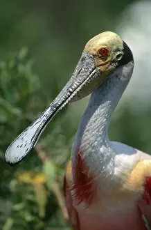 Ajaia: Roseate Spoonbill