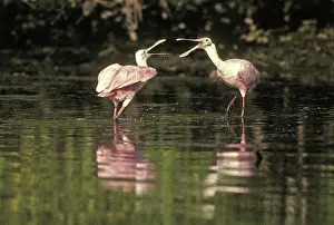 Ajaia: Roseate Spoonbill