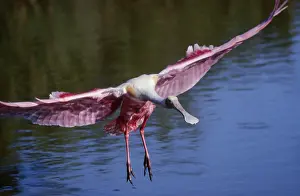 Alighting: Roseate spoonbill