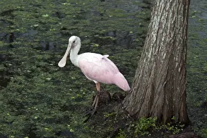Ajaia: Roseate Spoonbill