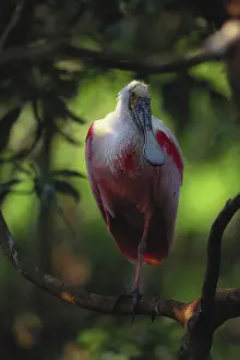 Ajaja: Roseate Spoonbill