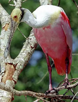 Merritt: Roseate Spoonbill