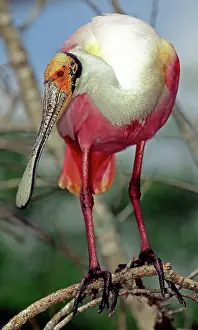 Merritt: Roseate Spoonbill