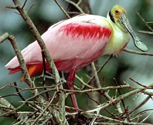 Roseate: Roseate Spoonbill