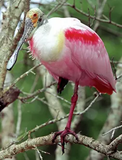 Roseate: Roseate Spoonbill