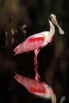 Spoonbills: Roseate spoonbill