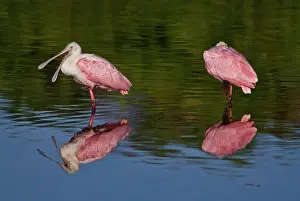 Roseate: Roseate Spoonbill