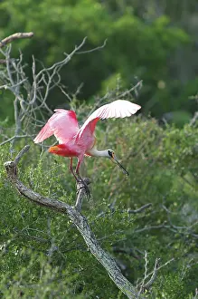 Spoonbills: Roseate Spoonbill
