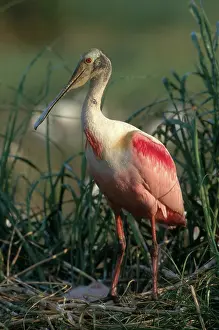 Sabine: Roseate Spoonbill