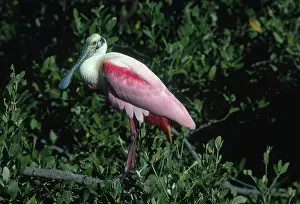Roseate: Roseate Spoonbill