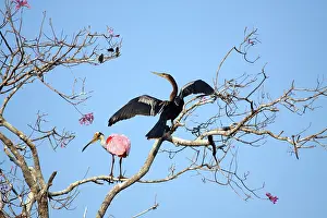 Anhinga: Roseate Spoonbill